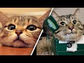 Cute and Funny Cats! 🐱 Adorable, hilarious, SUPER CUTE little kitties!! 🐱