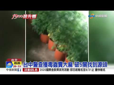 史上最大! 檢警破"市價6億大麻園" 嫌月賺150萬 │中視新聞 20200829