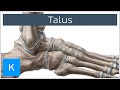 Talus Bone Anatomy and Innervation - Human Anatomy | Kenhub