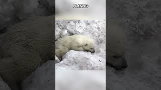 Born on Ice: The First Steps of Polar Bear Cubs  |Paws on the Planet