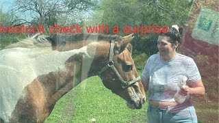 Livestock check with surprise