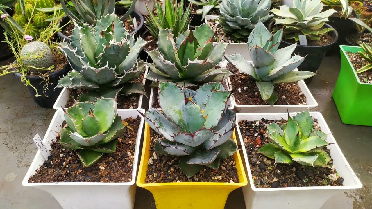 Some of the most beautiful agave varieties