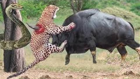 OMG! Giant Python Hunt Leopard Cubs When Mother Leopard Hunting Buffalo - Python vs Leopard, Buffalo