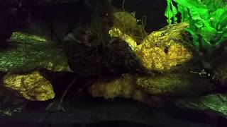 South American Bumblebee Catfish As The Lights Come On