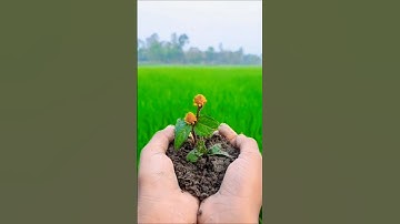 Creative Shorts Reverse Video Idea 👀! #shafiurcreatives #shorts #viralshorts #reversevideo #creative