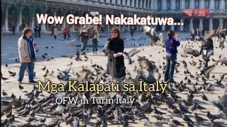 Wow Grabe! Nakakatuwa! Mga Kalapati sa Italy || OFW in Turin Italy