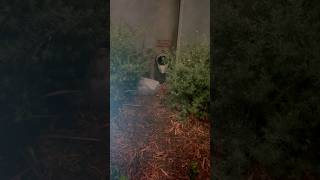 Gamma Radiation At Disneys California Adventure Causing Mutant Trees