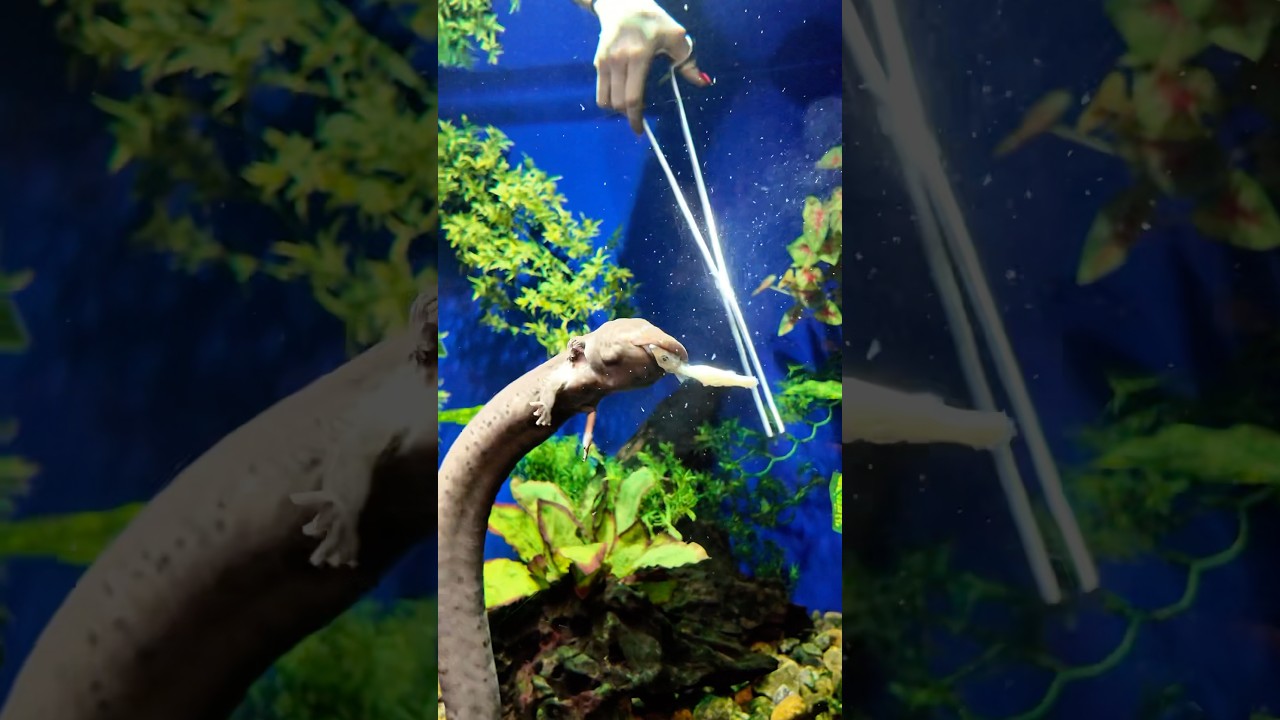 Let&rsquo;s feed the greater siren with Natasha! 🦎 Today our greater siren, Ariel, is enjoying smelt 🐟