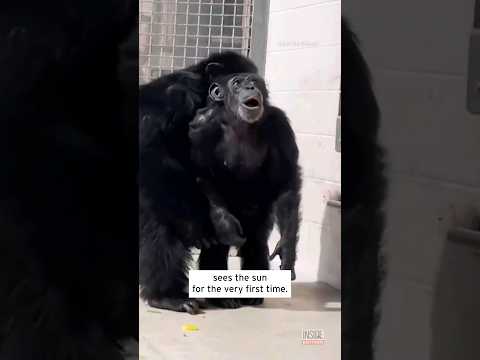 Chimp Freed From Testing Facility Gazes in Wonder at Sun #shorts