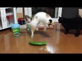 That&#39;s Why Cats Are Afraid of Cucumbers