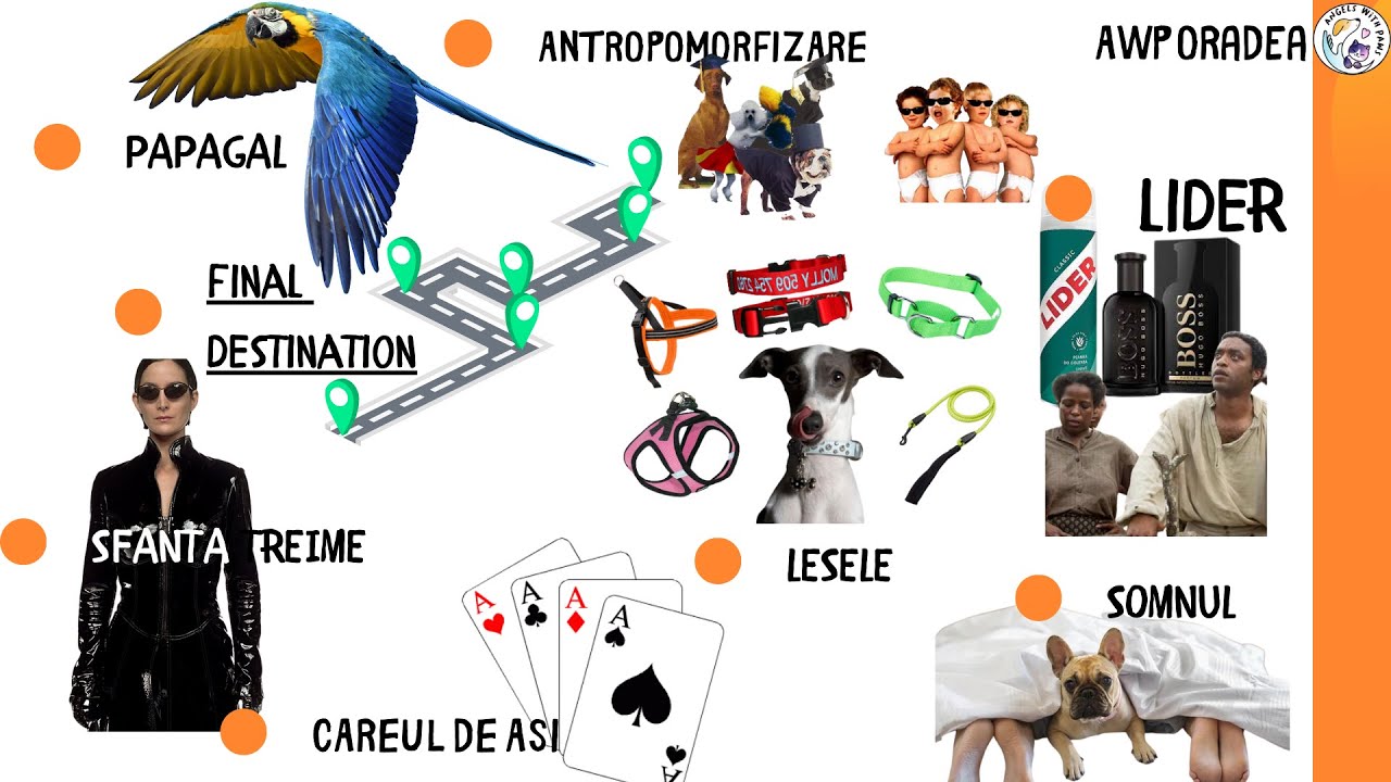 Workshopul ABC CANIN by Angels with Paws Oradea - Partea 1