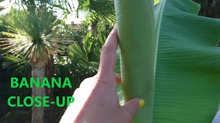 🍌 The look, feel & touch of the Japanese Hardy Banana - Musa basjoo in our exotic tropical garden 🌴 by UNIQUE LIFE DESIGN 145 views 7 months ago 2 minutes, 46 seconds