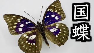 国蝶】オオムラサキ標本紹介-紫に輝く翅と力強い生態を紹介 - YouTube