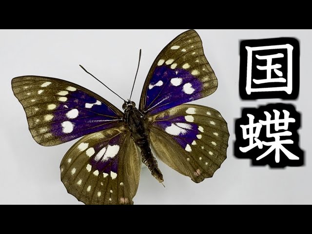 国蝶】オオムラサキ標本紹介-紫に輝く翅と力強い生態を紹介 - YouTube
