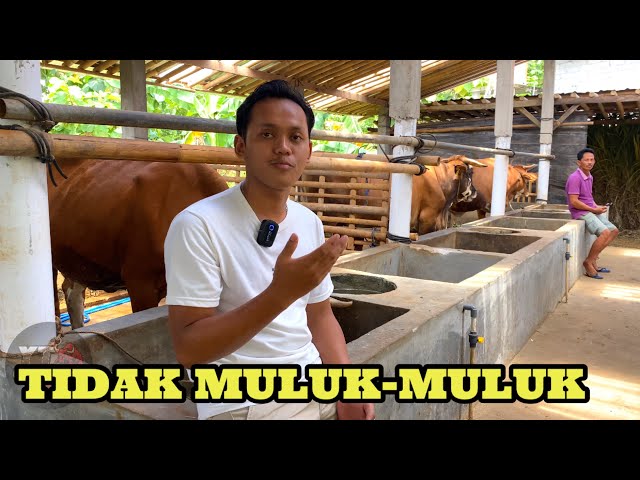 PETERNAK MUDA TIDAK MULUK-MULUK (Gunung kidul ) class=