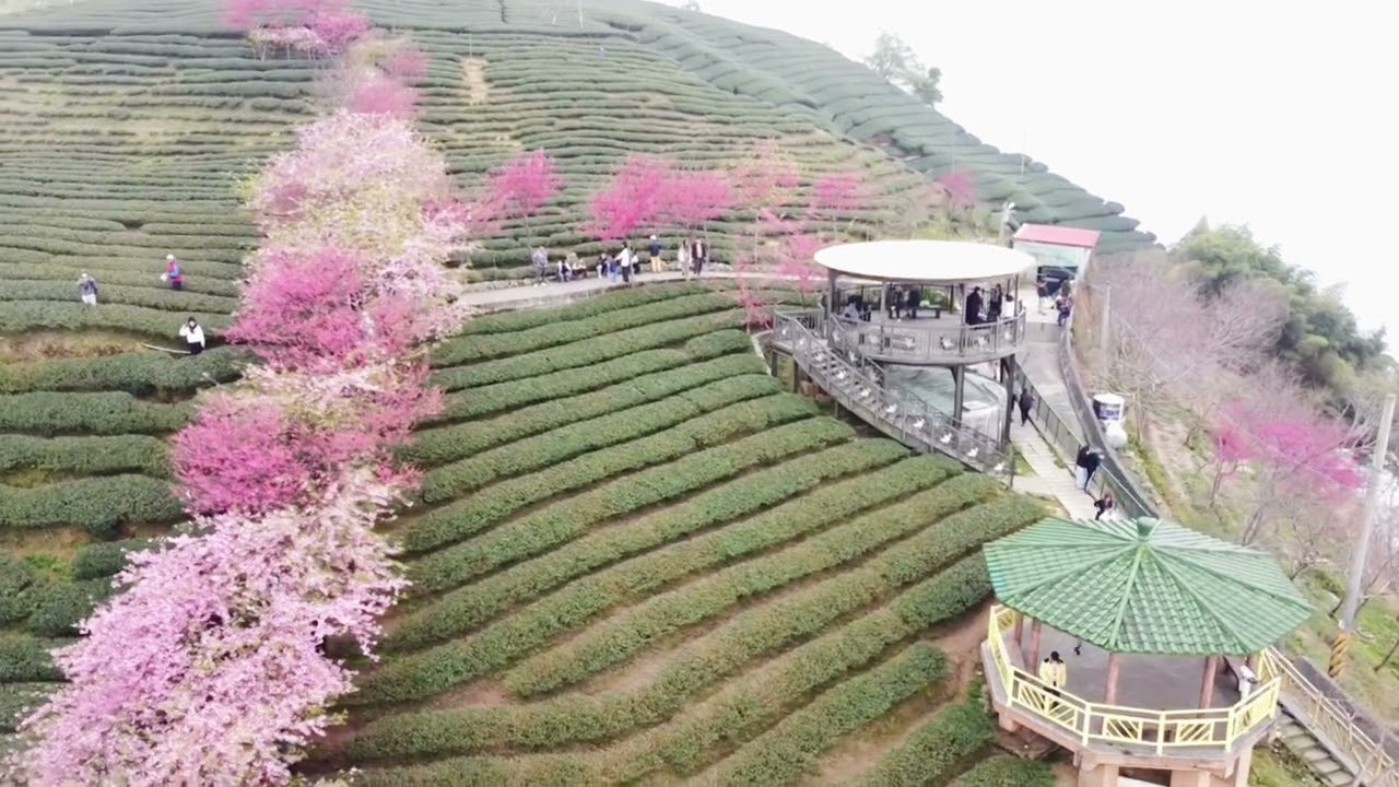 115-02-08 竹山八卦茶園 櫻花龍與迴音亭 山區有霧 空拍機很多
