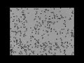 Cell images following deoxygenation with nitrogen