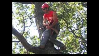 Western Chapter ISA Tree Climbing Championship