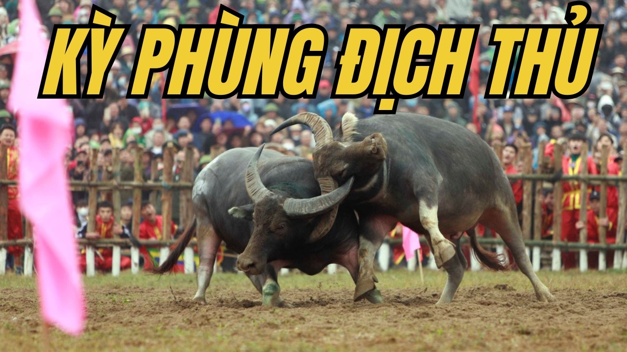 Trận 2 lễ hội chọi trâu Hải Lựu 2026 trâu 09 vs 01