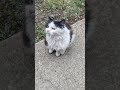 #cat
