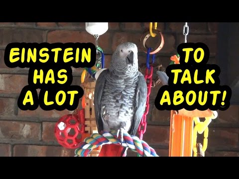 einstein-the-talking-texan-parrot-has-a-lot-to-talk-about!