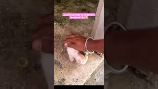 Abandoned Kitty #cat #cuteanimal #petshorts #kitten #cutecat