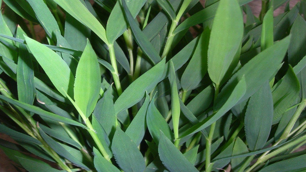 Usos Medicinales De La Hoja De Bambu Usos Medicinales De La Hoja De