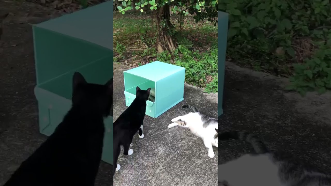 Cats Curious About The Box S Mystery