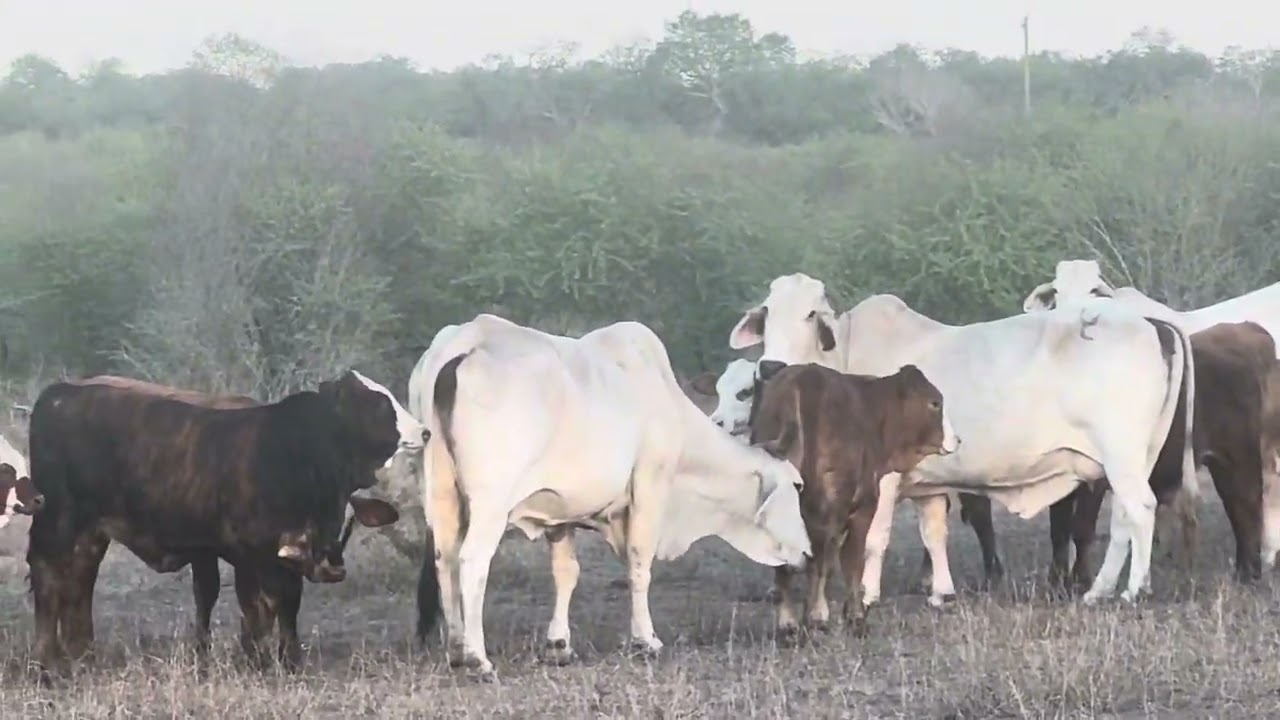 South Texas Brahman Cows Raising F1 Braford Calves | Case Ranch Genetics at Work