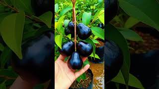 Unique Fruit Black Water Apple fruitseedlings