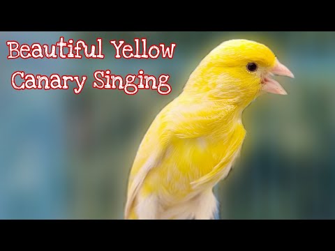 Most Beautiful Yellow