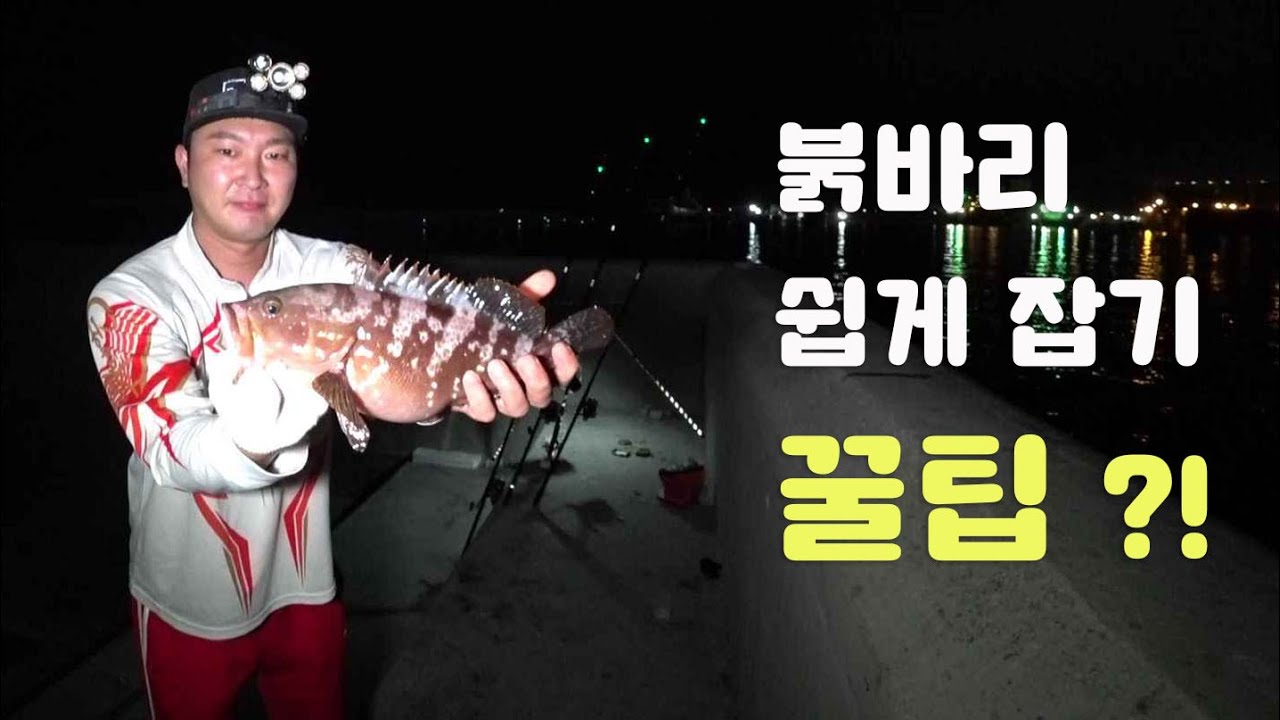 누구나 쉽게 잡을수 있다?! 도보권 붉바리 잡는법 공개#원투낚시