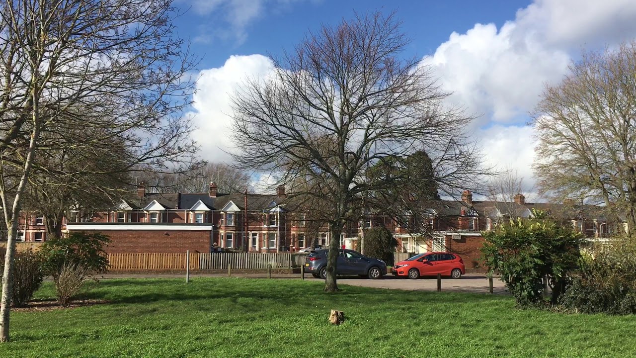 Small-leaved lime - tree - March 2020