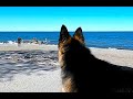 A walk with odin german shepherd