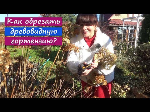 Видео: Руководство по обрезке древесных трав: как обрезать древесные травы в саду