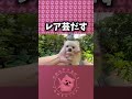 珍しい芸が色々できる犬