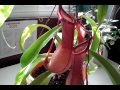 PLANTA CARNIVORA NEPENTHES. Cuidados caseros. 1ª parte