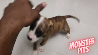 4 WEEKS OLD BRINDLE PUPPY PITBULL