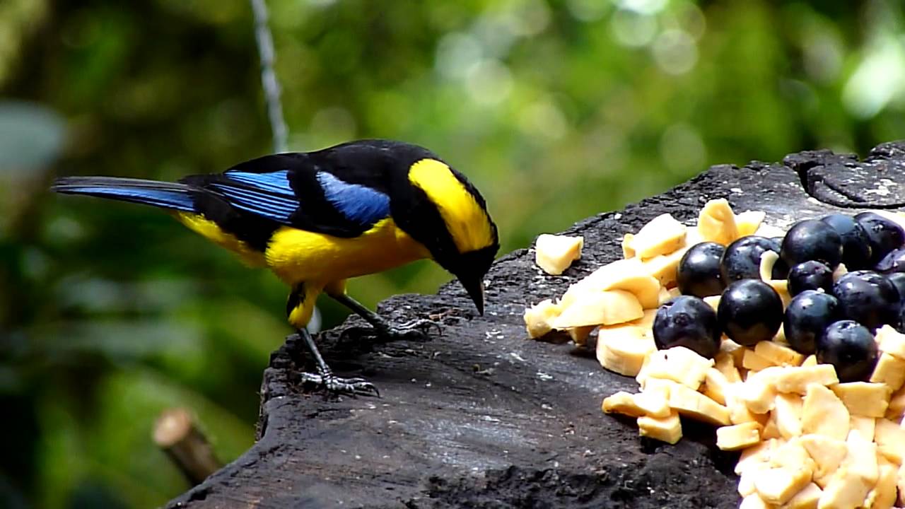 Blue-winged Mountain-Tanager by Charlie Vogt