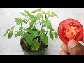 Grow tomatoes at home