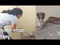 घरमे घुसकर काफी देरतक बैठा रहा यह नाग.. Cobra rescue by Madhu Nirzara