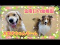 【犬の幼稚園】金曜日の幼稚園🍓大型犬ちゃんチーム