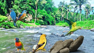 The natural Sound of Birds Singing is Very Melodious & the Sound of Gurgling Water Relieves Stress