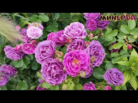 Цветение роз Лё Рози Де ля Мемуар, Ай Эм Макмиллан, Маржолен, Минерва ...