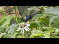 Beija-flor-tesoura (Eupetomena macroura) na flor de maracujá.