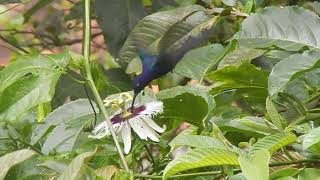 Beija-flor-tesoura (Eupetomena macroura) na flor de maracujá.