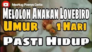 Cara meloloh anakan lovebird usia 1 hari