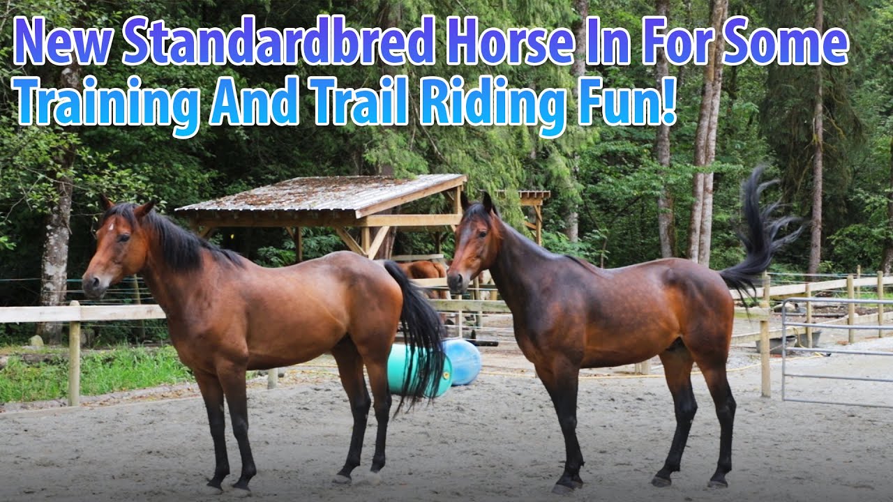 New Standardbred Horse In For Training And Trail Riding Fun! YouTube