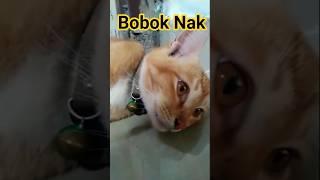 kalau ngantuk bobok #cat #kucinglucu #catshorts