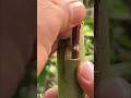 Rootstock bonding🌳 #grafting #agriculture #budding #garden